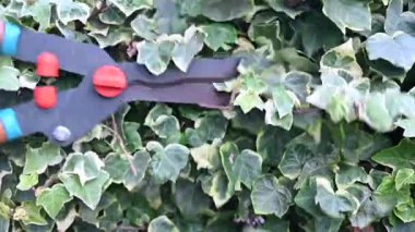 Sarmaşık yapraklarını ve saplarını kesmek için bahçe makası kullanan bir adamın yakın çekim videosu. Kesme işlemi, bahçe bakımı, bitki bakımı ve el işçiliğini ön plana çıkarıyor. Peyzaj ve budama ile ilgili konular için ideal