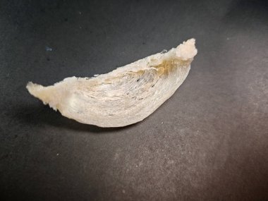 Karanlık, minimalist bir arka planda, yüksek kalitede, temizlenmiş beyaz kırlangıç yuvasının detaylı bir makro görüntüsü. Çekim, geleneksel Çin sağlık toniğinde kullanılan hassas kristal yapıyı ve organik lifleri vurguluyor..