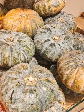 Yüksek açılı, çeşitli yeşil ve turuncu balkabakları üst üste yığılmış. Tüylü cilt ve tırtıklı detaylar Şükran Günü, sonbahar festivalleri ya da sağlıklı beslenme kavramları için ideal bir zemin oluşturuyor..