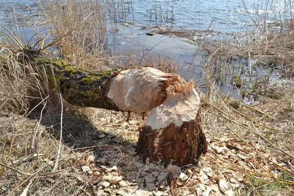 Pohon Digigit Dan Dihancurkan Oleh Berang Berang Serat Castor — Stok Foto