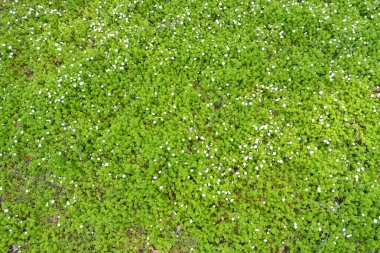 Veronica filiforis - Slender Speedwell - bahçede küçük mavi çiçekler açmıştı. Bahar teması için harika bir doğal zemin