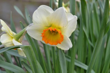 Narcissus Şiiri, Baharda sarı beyaz çiçek