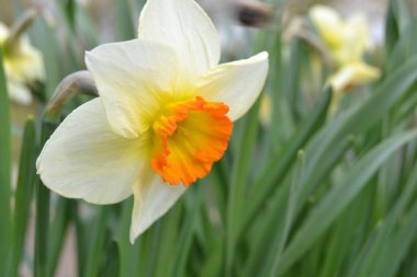 Narcissus Şiiri, Baharda sarı beyaz çiçek