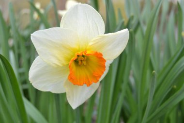 Narcissus Şiiri, Baharda sarı beyaz çiçek