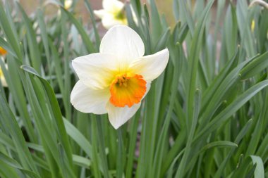 Narcissus Şiiri, Baharda sarı beyaz çiçek