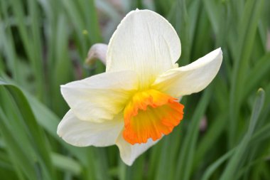 Narcissus Şiiri, Baharda sarı beyaz çiçek