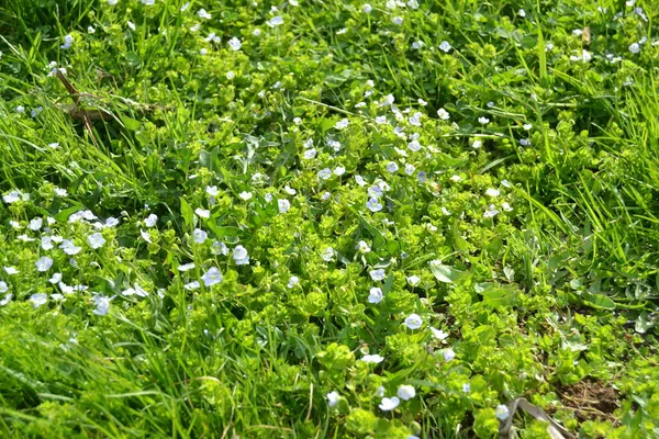 Veronica Filiformis Schlanke Speedwell Kleine Blaue Blumen Blühten Garten Eine — Stockfoto