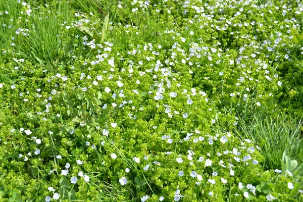 Veronica Filiformis Slender Speedwell Little Blue Flowers Were Blooming Garden — Stock Photo, Image