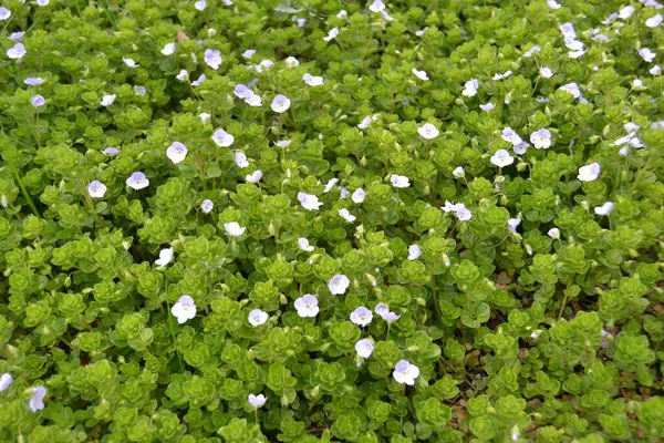 Veronica Filiformis Slender Speedwell Μικρά Μπλε Λουλούδια Ανθούσαν Στον Κήπο — Φωτογραφία Αρχείου