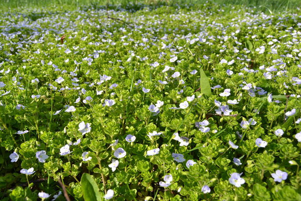 Veronica filiformis - Slender Speedwell - в саду цветут маленькие голубые цветы. Прекрасный естественный фон для весенней темы