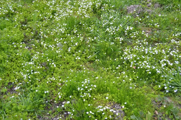 Veronica Filiformis Slender Speedwell Μικρά Μπλε Λουλούδια Ανθούσαν Στον Κήπο — Φωτογραφία Αρχείου