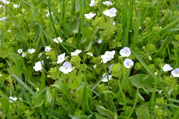 Veronica Filiformis Slender Speedwell Μικρά Μπλε Λουλούδια Ανθούσαν Στον Κήπο — Φωτογραφία Αρχείου