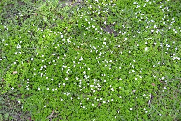 Veronica Filiformis Slender Speedwell Μικρά Μπλε Λουλούδια Ανθούσαν Στον Κήπο — Φωτογραφία Αρχείου