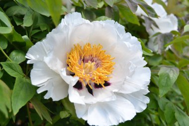 Şakayık çiçeği. Yeşil yapraklı büyük beyaz çiçekler. Zarif beyaz şakayık çiçekleri içinde sarı polenler bahçede çiçek açıyor. güzel renkli şakayık, makro yakın plan.