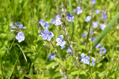 Veronica Chamaedrys (Almanca: 