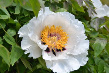 Şakayık çiçeği. Yeşil yapraklı büyük beyaz çiçekler. Zarif beyaz şakayık çiçekleri içinde sarı polenler bahçede çiçek açıyor. güzel renkli şakayık, makro yakın plan.