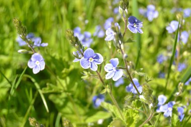 Veronica Chamaedrys (Almanca: 