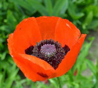 Muhteşem izolasyonda yakışıklı haşhaş. Baskın kırmızı. Çiçek kokusuz. Gökkuşağı tarlasında haşhaş renkleri. Poppy.Parlak arka plan. Haşhaş yapraklarında şeffaf kırmızı..