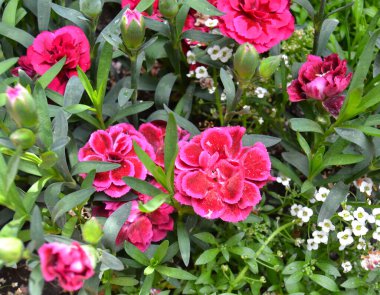 Farklı çiçeklerden modern bir buket, yakın plan renkli bir buket çiçek. Renkli bir geçmiş. Renkli kartpostal. Noel kartı..