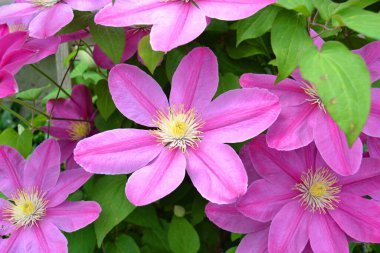 Bulanık bir arka planda büyük leylak klek çiçeği