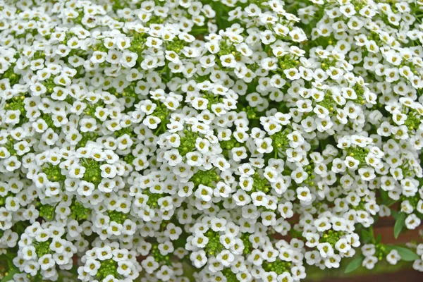 Λευκά Άνθη Lobularia Maritima Alyssum Maritimum Sweet Alyssum Sweet Alison — Φωτογραφία Αρχείου