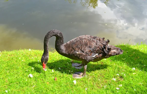 Feche Retrato Cisne Preto Fundo Grama Verde Pássaro Cisne Negro — Fotografia de Stock