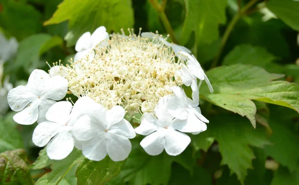 Savedownload Previewviburnum Vulgaris Viburnum Red Opulus Deciduous Woody Plant Species — стоковое фото