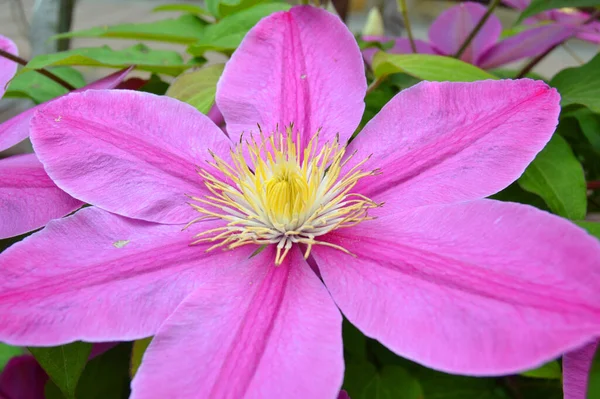 Большой Лиловый Цветок Клематис Размытом Фоне — стоковое фото