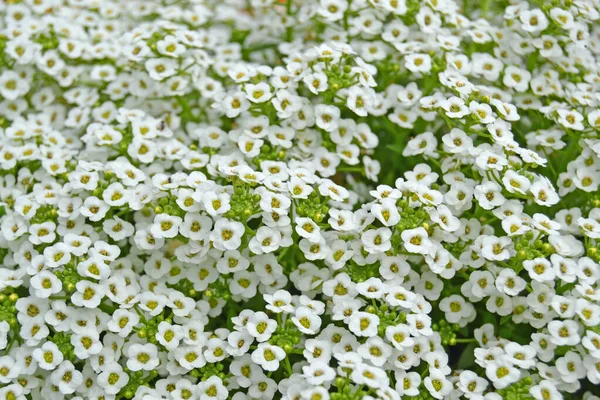 Zierliche Schneeweiße Blüten Von Lobularia Maritima Alyssum Maritimum Süßer Anisum — Stockfoto
