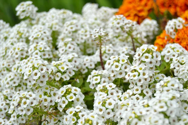 Petite Snow White Flowers Lobularia Maritima Alyssum Maritimum Een Plant — Stockfoto