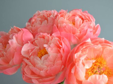 Farklı arkaplanda farklı pembe renklerde bir demet taze şakayık. Kart Kavramı, metin için boşluk kopyala