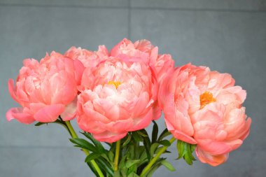 Farklı arkaplanda farklı pembe renklerde bir demet taze şakayık. Kart Kavramı, metin için boşluk kopyala