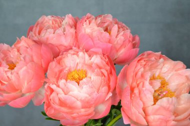 Farklı arkaplanda farklı pembe renklerde bir demet taze şakayık. Kart Kavramı, metin için boşluk kopyala