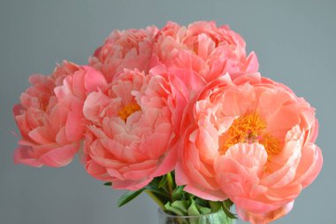 Farklı arkaplanda farklı pembe renklerde bir demet taze şakayık. Kart Kavramı, metin için boşluk kopyala