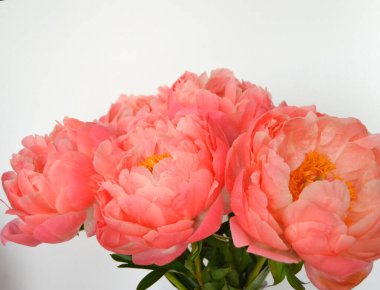 Farklı arkaplanda farklı pembe renklerde bir demet taze şakayık. Kart Kavramı, metin için boşluk kopyala