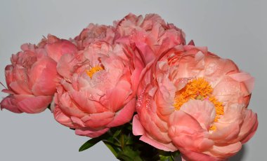 Farklı arkaplanda farklı pembe renklerde bir demet taze şakayık. Kart Kavramı, metin için boşluk kopyala