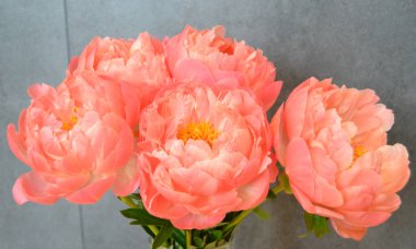 Farklı arkaplanda farklı pembe renklerde bir demet taze şakayık. Kart Kavramı, metin için boşluk kopyala