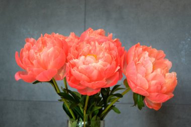 Farklı arkaplanda farklı pembe renklerde bir demet taze şakayık. Kart Kavramı, metin için boşluk kopyala