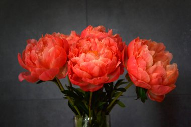 Farklı arkaplanda farklı pembe renklerde bir demet taze şakayık. Kart Kavramı, metin için boşluk kopyala