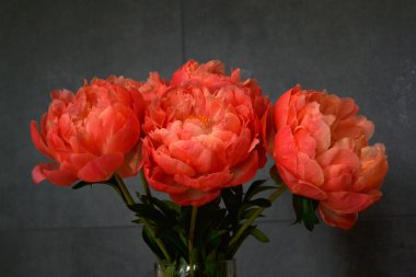 Farklı arkaplanda farklı pembe renklerde bir demet taze şakayık. Kart Kavramı, metin için boşluk kopyala