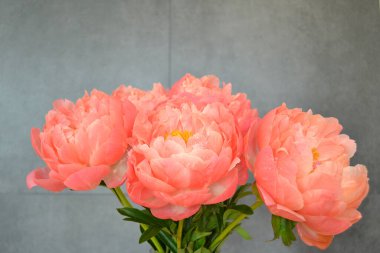 Farklı arkaplanda farklı pembe renklerde bir demet taze şakayık. Kart Kavramı, metin için boşluk kopyala