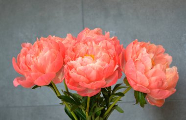 Farklı arkaplanda farklı pembe renklerde bir demet taze şakayık. Kart Kavramı, metin için boşluk kopyala