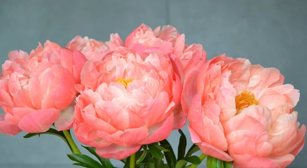 Abundância Bando Fresco Peonies Bouquet Cores Rosa Diferentes Fundo Diferente — Fotografia de Stock