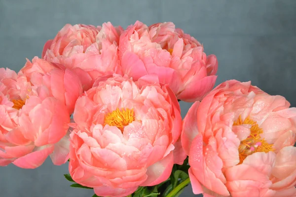 Abundância Bando Fresco Peonies Bouquet Cores Rosa Diferentes Fundo Diferente — Fotografia de Stock