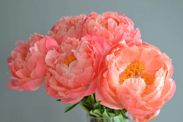 Abundance Fresh Bunch Peonies Bouquet Different Pink Colors Different Background — Stock Photo, Image