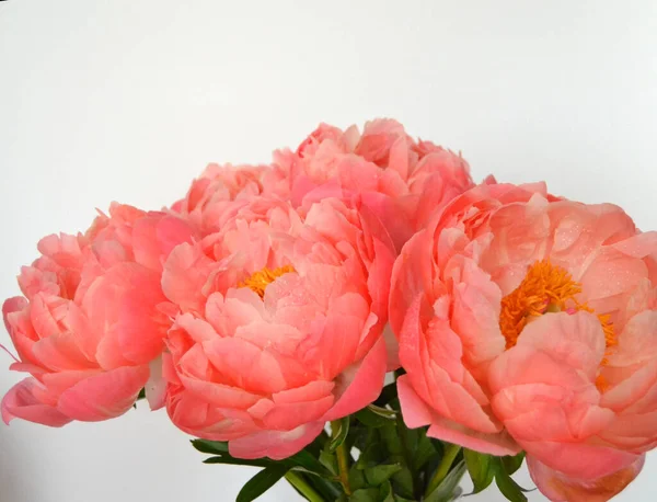 Abondance Bouquet Frais Pivoines Bouquet Différentes Couleurs Roses Sur Fond — Photo