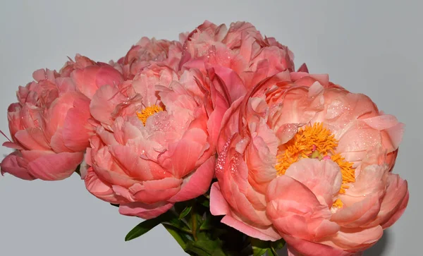 Farklı arkaplanda farklı pembe renklerde bir demet taze şakayık. Kart Kavramı, metin için boşluk kopyala