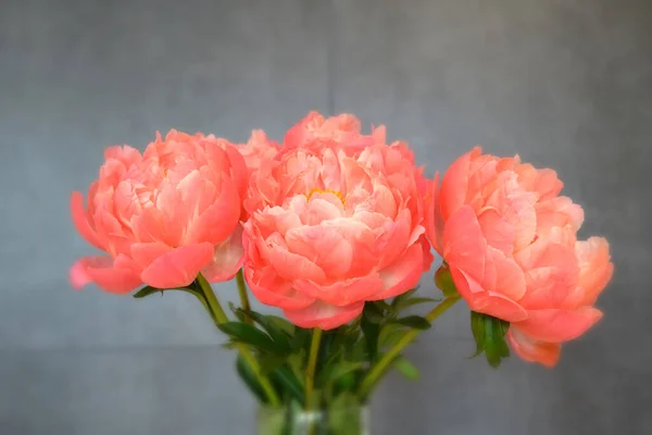 Abundância Bando Fresco Peonies Bouquet Cores Rosa Diferentes Fundo Diferente — Fotografia de Stock