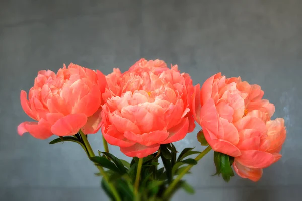 Abundância Bando Fresco Peonies Bouquet Cores Rosa Diferentes Fundo Diferente — Fotografia de Stock