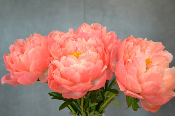 Abundância Bando Fresco Peonies Bouquet Cores Rosa Diferentes Fundo Diferente — Fotografia de Stock